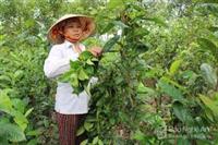 CHÈ TƯƠI CÁC VÙNG MIỀN Ở VIỆT NAM - P.9