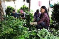 CHÈ TƯƠI CÁC VÙNG MIỀN Ở VIỆT NAM - P.10