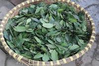 CHÈ TƯƠI CÁC VÙNG MIỀN Ở VIỆT NAM - P.5