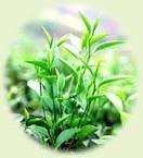 Lịch sử cây chè tại Việt Nam