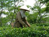 Giới thiệu một số giống chè mới