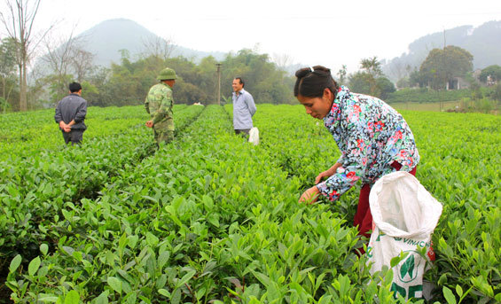 Tình hình sản xuất và xuất khẩu chè trong và ngoài nước